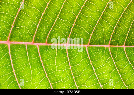 Vert Feuille de rose de Noël, poinsettia (Euphorbia pulcherrima) Banque D'Images