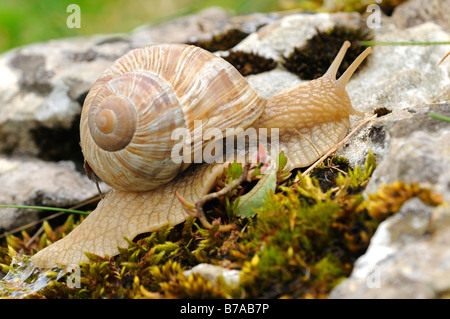 Escargot de Bourgogne (Helix pomatia) Banque D'Images