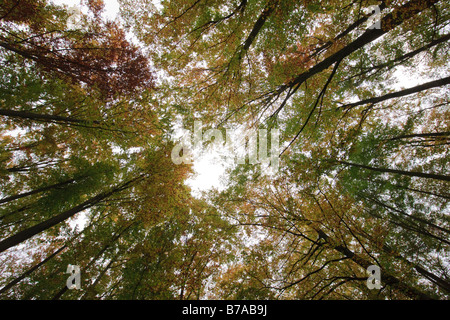 Couvert de feuilles d'automne dans la forêt de Vienne avec une lentille grand angle, Basse Autriche, Autriche, Europe Banque D'Images