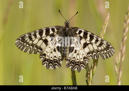 Le sud de Festoon Papillon (Zerynthia polyxena), ailes déployées, Lobau, Vienne, Autriche, Europe Banque D'Images