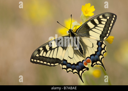 Ancien monde Swallowtail Butterfly (Papilio machaon) reposant sur le coucou bleu (Primula veris), ailes déployées, près de Eichkogel Moedling, Lo Banque D'Images