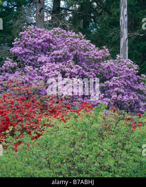 Violet et Rouge azalées à Crarae Gardens, près de Inveraray, Argyll and Bute, Ecosse, Royaume-Uni. Banque D'Images