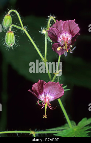 Géranium phaeum Mourning (veuve), Tokai mountain, Hongrie, Europe Banque D'Images