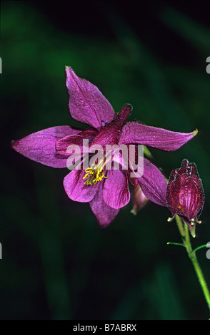 Ancolie (Aquilegia atrata sombre), Alpes, Bavaria, Germany, Europe Banque D'Images
