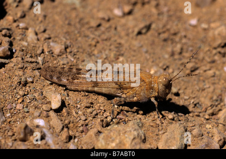 Blue-winged Grasshopper (Sphingonotus caerulans), Chypre, la Grèce, l'Europe Banque D'Images