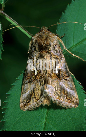 L'argent y pêcher (Autographa gamma) Banque D'Images