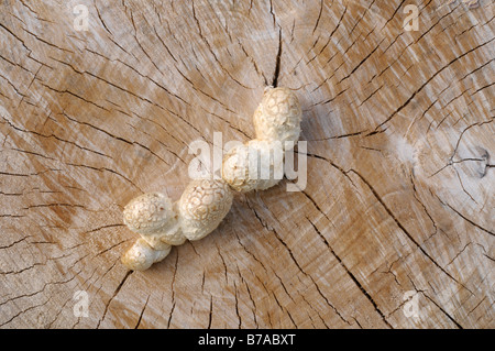De plus en plus de champignons dans la fissure d'une souche d'arbre, bois mort, de pourriture ou de décomposition du bois Banque D'Images