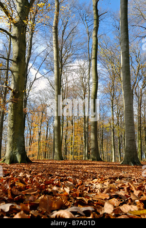 Forêt de hêtres (Fagus sylvatica) en automne, près de Kiel, Schleswig-Holstein, Allemagne, Europe Banque D'Images