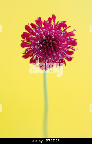 Field Scabious ou Gypsy Rose (Knautia arvensis) Banque D'Images