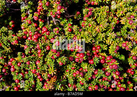 Prickly Heath (Gaultheria mucronata ou Pernettya muctronata), dans le Parc National Torres del Paine, Patagonie, Chili, Amérique du Sud Banque D'Images