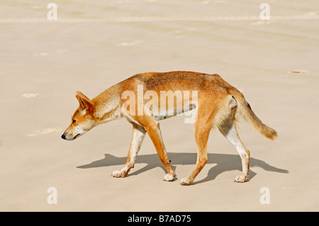 Dingo (Canis lupus dingo) sur la plage de Fraser Island, Queensland, Australie Banque D'Images