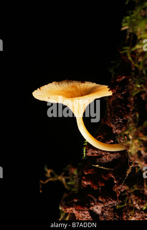 Les champignons d'arbre (Xylobiont), Samboja, à l'Est de Kalimantan, Bornéo, Indonésie, Asie du sud-est Banque D'Images