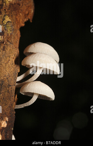 Les champignons d'arbre (Xylobiont), Samboja, à l'Est de Kalimantan, Bornéo, Indonésie, Asie du sud-est Banque D'Images