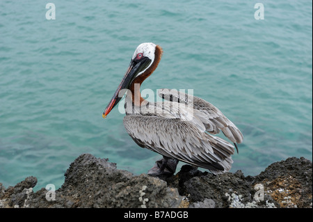 Pélican brun (Pelecanus occidentalis), îles Galapagos, Equateur, Amérique du Sud Banque D'Images