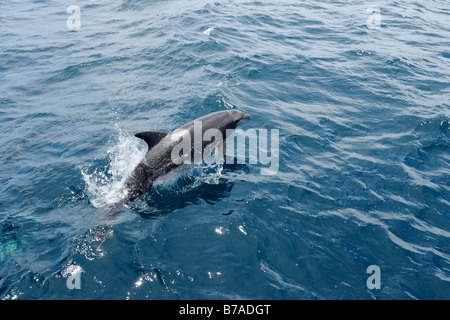 Dauphin bleu et blanc (Stenella coeruleoalba) sautant de l'eau Banque D'Images