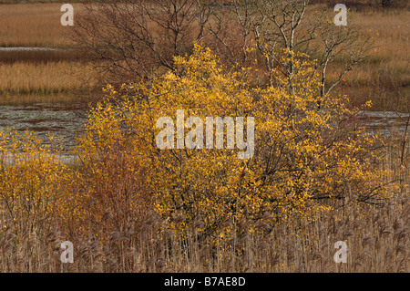 Arbustes sauvages et d'arbustes à l'automne des couleurs dans un étang rempli de roseaux dans Strath Tummel, Perthshire, Écosse, Royaume-Uni Banque D'Images