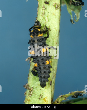 La larve à sept taches (Coccinella septempunctata) se nourrissant des pucerons du haricot noir Banque D'Images