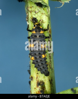 Un coccinella septempunctata (coccinella septempunctata) à sept taches qui se prêche sur les pucerons du haricot noir Banque D'Images