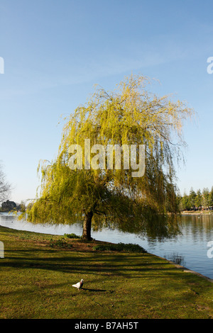 Saule pleureur arbre qui pousse sur les rives du lac Roath Park, Cardiff, Pays de Galles, Royaume-Uni Banque D'Images