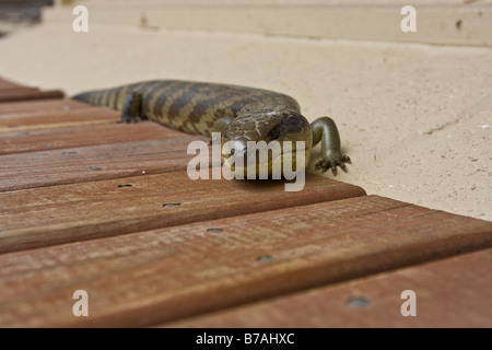 Lézard langue bleue. Le seigle Victoria Australie Banque D'Images