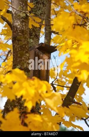 Boîte d'oiseau sur érable , Finlande Banque D'Images