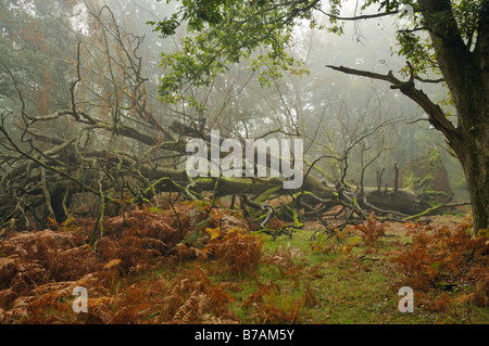 Hêtre tombé dans le brouillard vert Fletchers Heath nouvelle Forêt Banque D'Images