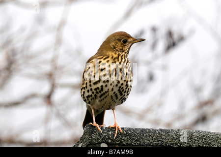 Grive musicienne un jardin bien connue et populaire dont le nombre d'oiseaux chanteurs sont en déclin au sérieux en particulier sur les terres agricoles (Turdus philomelos) Banque D'Images