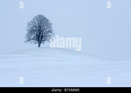 Tilleul, tilleul, le tilleul (Tilia) sur moraine couverte de neige fraîchement hill Banque D'Images