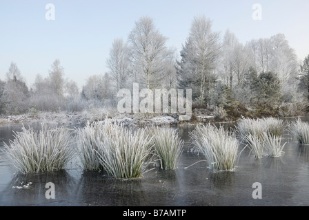 L'humeur du soir, le gel-couverts bouleaux et tules dans un étang gelé, Nickheim, Bavaria, Germany, Europe Banque D'Images