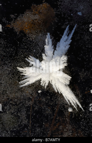 Cristal de glace sur une plaque de glace Banque D'Images