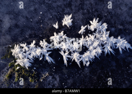 Cristaux de glace sur une plaque de glace Banque D'Images