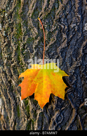 Feuille d'érable de l'automne, s'en tenir à un tronc d'arbre Banque D'Images