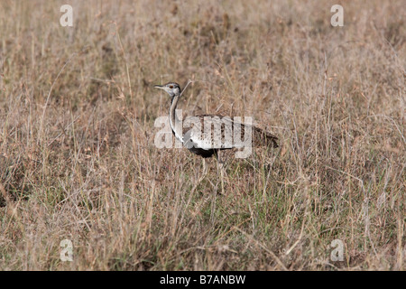 Outarde à ventre noir Eupodotis melanogaster réserve de Masai Mara au Kenya du Nord Banque D'Images