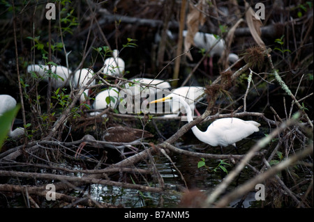 Grande Aigrette Ardea alba nourrir au crépuscule avec blanc Ibis Eudocimus albus Fakahatchee Strand dans les Everglades City près de FL Banque D'Images