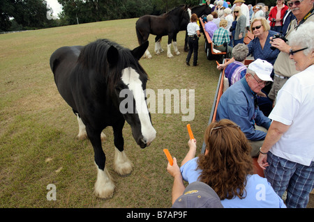 Les touristes sur une remorque de tracteur ride farm tour autour de la Nouvelle Angleterre Shire Horse Center à Ocala en Floride USA Banque D'Images
