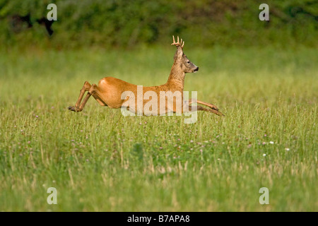 Le Chevreuil (Capreolus capreolus) Banque D'Images