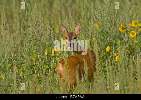 Le Chevreuil (Capreolus capreolus) Banque D'Images