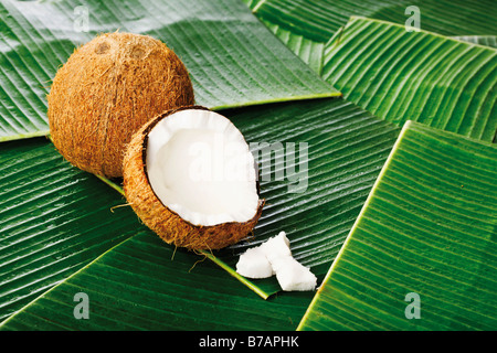 Coco (Cocos nucifera), et des morceaux de noix de coco dans des feuilles de bananier Banque D'Images