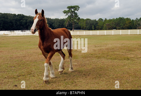 Nouvelle Angleterre Shire Horse Center à Ocala en Floride USA un jeune shire horse exerçant dans les enclos Banque D'Images