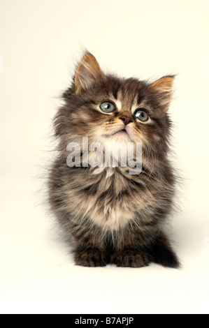 Mignon chaton de six semaines Banque D'Images