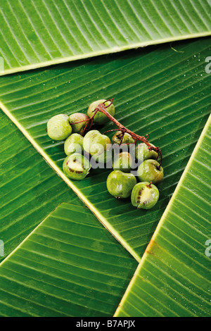 Les kiwis autrefois connu sous le nom de groseille de Chine (Actinidia chinensis), sur des feuilles de bananiers Banque D'Images