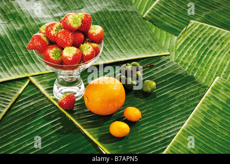 Composition de fruits sur lit de feuilles de bananier, les fraises (Fragaria), l'oranger (Citrus sinensis), kumquats ou Cumquats (Fortuné Banque D'Images