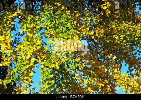 Arbre de Ginkgo, l'arbre aux 40 écus (ginkgo biloba), feuilles à l'automne feuillage jaune, couleurs, plante médicinale Banque D'Images