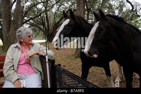 Touriste sur une remorque de tracteur ride farm tour autour de la Nouvelle Angleterre Shire Horse Center à Ocala en Floride USA Banque D'Images