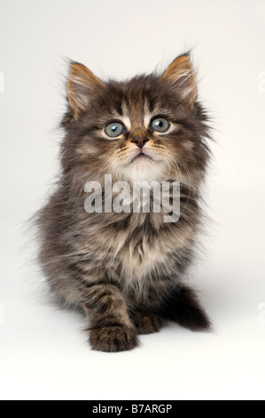 Mignon chaton de six semaines Banque D'Images