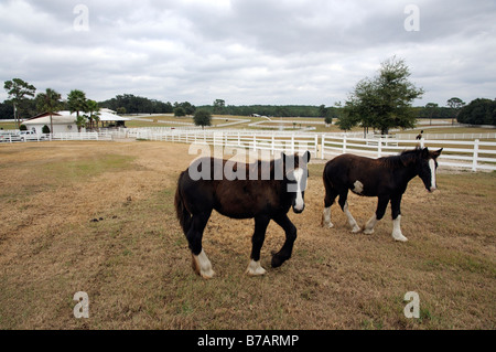 Nouvelle Angleterre Shire Horse Center à Ocala en Floride USA deux chevaux shire dans un enclos Banque D'Images