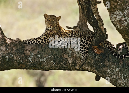 Leopard pose dans la cime des arbres Banque D'Images