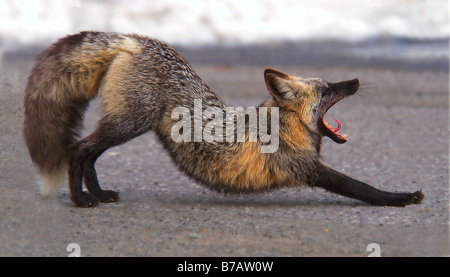 Red Fox s'étendant dans Mount Rainier National Park Banque D'Images