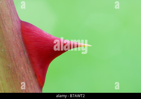 Close-up de Thorn sur Dog Rose Banque D'Images