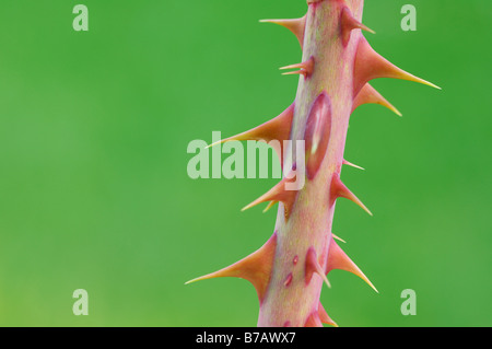 Close-up de Thorn sur Rose Banque D'Images